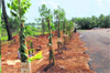 Mangaluru forest department launches major roadside greening drive with 24,000 saplings